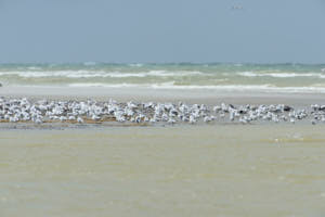 Mouettes<br>NIKON D4, 700 mm, 640 ISO,  1/2000 sec,  f : 10 